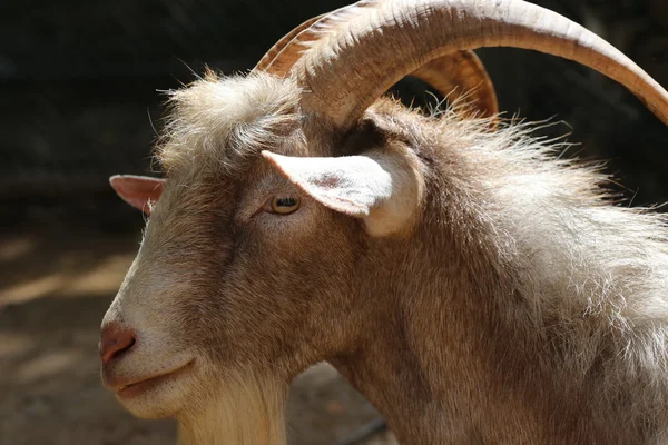 Langes Horn Ziege Natur Tierwelt — Stockfoto