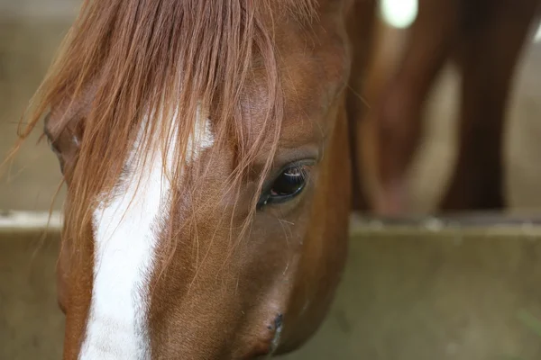 Primer Plano Ojo Caballo Marrón — Foto de Stock