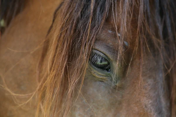 近视的眼睛棕色的马 — 图库照片