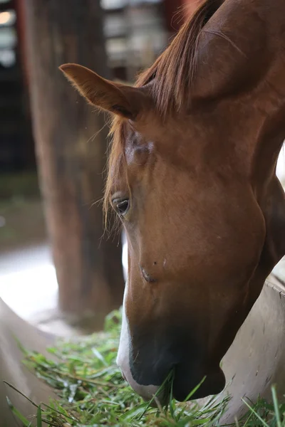 Primer Plano Ojo Caballo Marrón — Foto de Stock