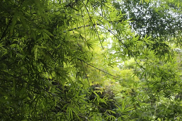 Bamboo Tree Leave Forest Background — Stock Photo, Image