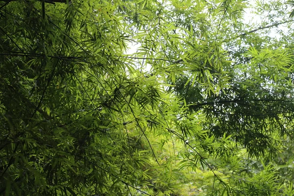 Bambusové Listí Lesní Zázemí — Stock fotografie