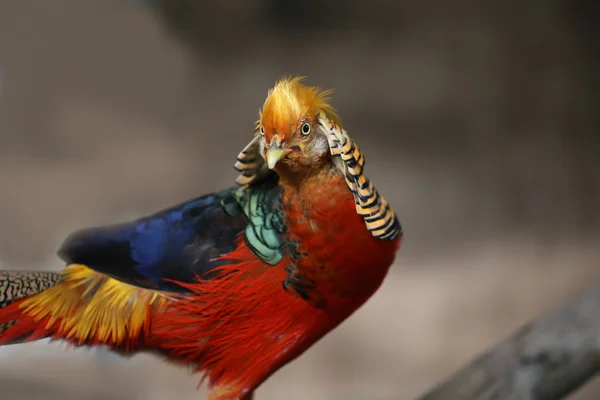 Faisán Oro Naturaleza Del País Tailandia — Foto de Stock