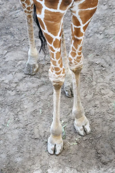 Fot Giraff Marken — Stockfoto