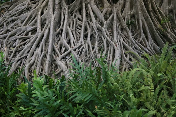 Raiz Banyan Raiz Árvore Grande — Fotografia de Stock