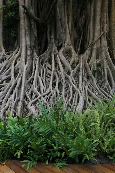 Kořen Banyanu Velký Kořen Stromu — Stock fotografie