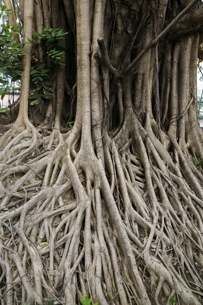 Raiz Banyan Raiz Árvore Grande — Fotografia de Stock