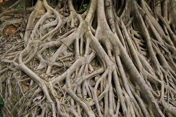Ρίζα Banyan Μεγάλη Ρίζα Δέντρου — Φωτογραφία Αρχείου