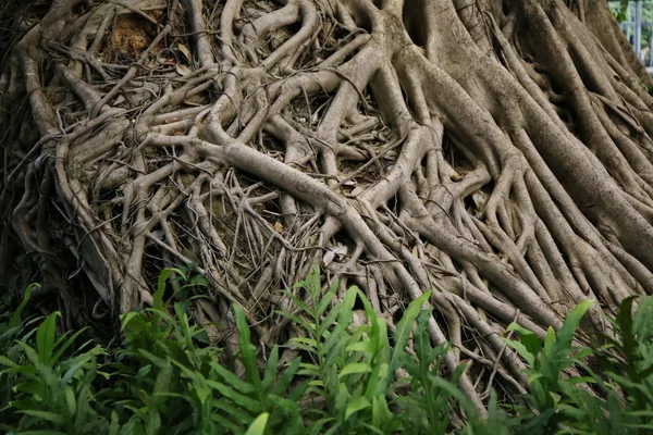 Raíz Banyan Raíz Árbol Grande — Foto de Stock