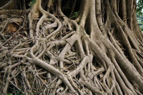Rădăcină Banyan Rădăcină Copac Mare — Fotografie, imagine de stoc
