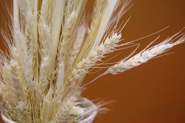 Weißer Trockener Weizen Der Vase — Stockfoto