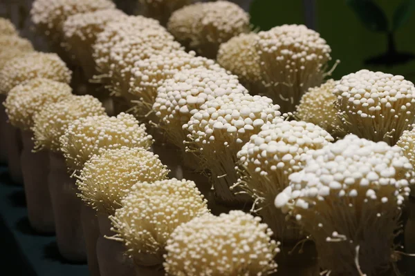 Enoki Mushrooms Plant Pot — Stock Photo, Image