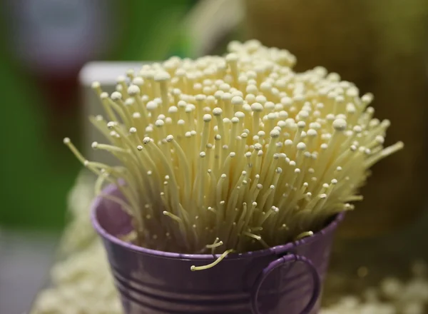 Enoki Mushrooms Plant Pot — Stock Photo, Image