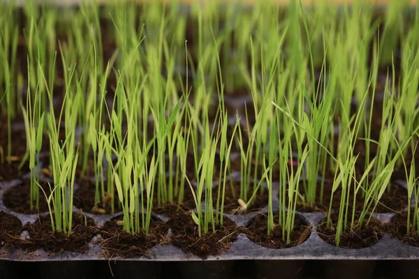 Grüner Reis Sämling Tablett Bepflanzung — Stockfoto