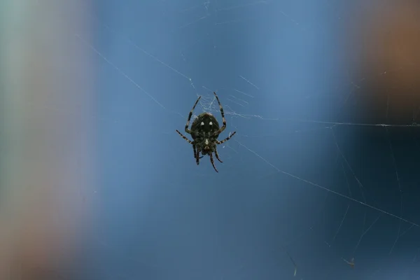Macro Closeup Small Spider — Stock Photo, Image