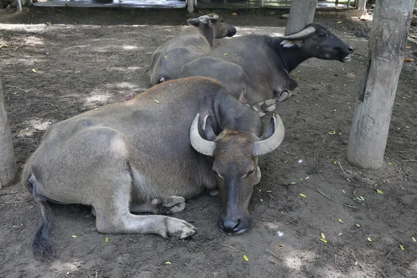 Buffels Waterbuffels Boerderij — Stockfoto