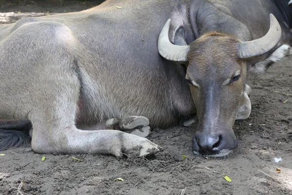 Bufalo Bufalo Acqua Fattoria — Foto Stock