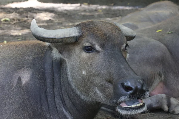 Buffels Waterbuffels Boerderij — Stockfoto