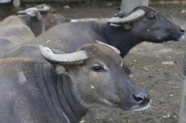Bufalo, su bufalosu çiftlikte