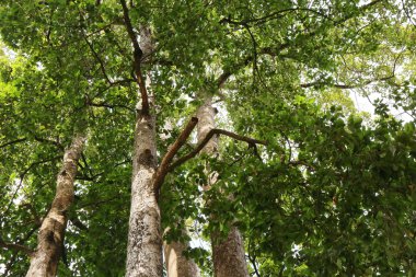 Dipterocapus tree, big tree in deep forest , Thailand