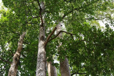 Dipterocapus tree, big tree in deep forest , Thailand