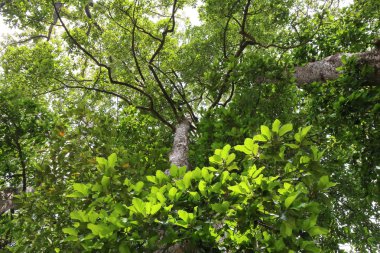 Dipterocapus tree, big tree in deep forest , Thailand