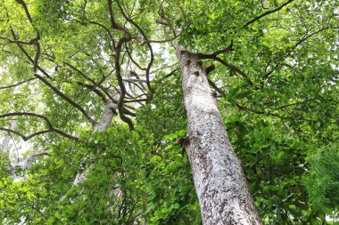 Dipterocapus tree, big tree in deep forest , Thailand