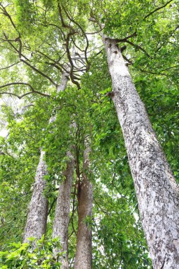 Dipterocapus tree, big tree in deep forest , Thailand