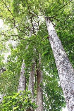 Dipterocapus tree, big tree in deep forest , Thailand