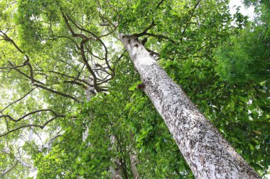 Dipterocapus tree, big tree in deep forest , Thailand