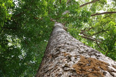 Dipterocapus tree, big tree in deep forest , Thailand
