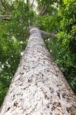 Dipterocapus tree, big tree in deep forest , Thailand
