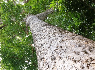 Dipterocapus tree, big tree in deep forest , Thailand