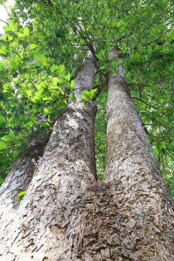 Dipterocapus tree, big tree in deep forest , Thailand