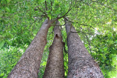 Dipterocapus tree, big tree in deep forest , Thailand