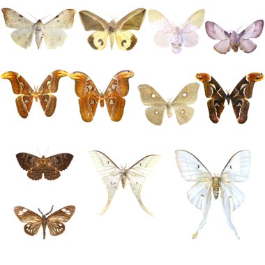 Collection of beautiful tropical butterflies isolated on white background clipart