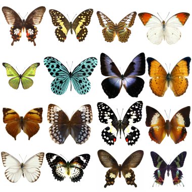 Collection of beautiful tropical butterflies isolated on white background clipart