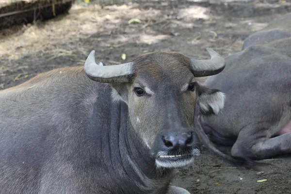 Buffels Waterbuffels Boerderij — Stockfoto