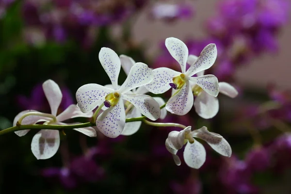 Fleur Orchidée Dans Jardin Thaïlande — Photo