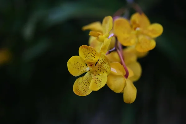 Flor Orquídea Jardín Tailandia — Foto de Stock