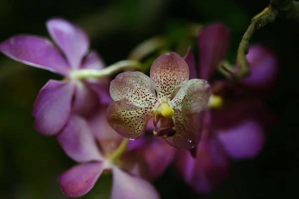 Orchid Flower Garden Thailand — Stock Photo, Image
