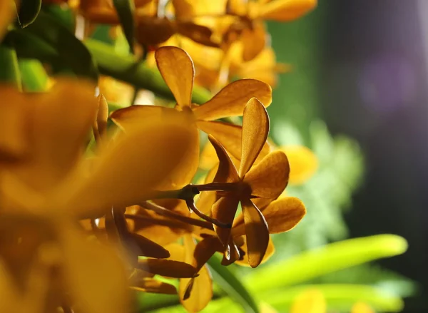 Orchid Flower Garden Thailand — Stock Photo, Image