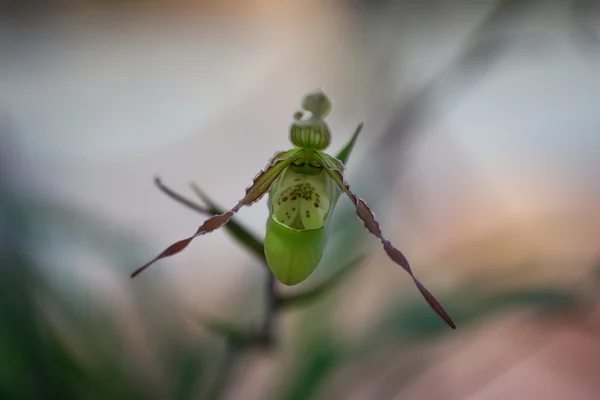 Flor Orquídea Jardín Tailandia — Foto de Stock