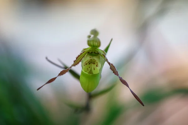 Flor Orquídea Jardín Tailandia — Foto de Stock