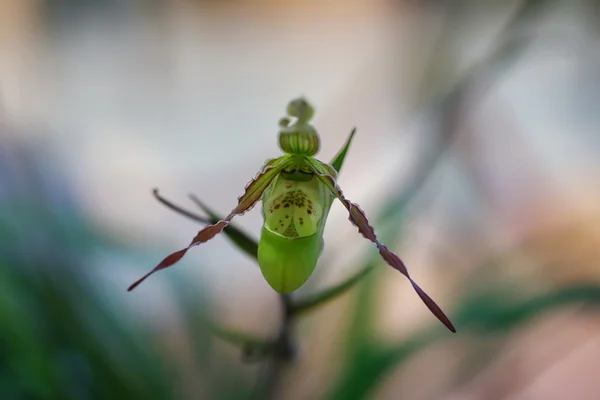 Flor Orquídea Jardín Tailandia — Foto de Stock