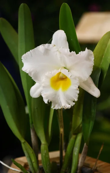 Flor Blanca Orquídea Cattleya — Foto de Stock
