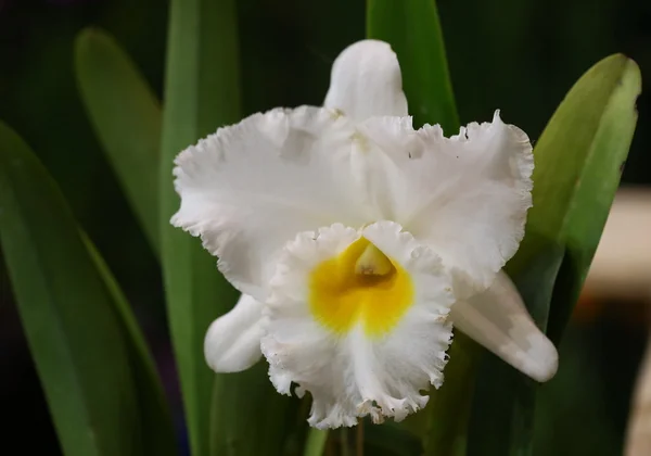 Fleur Blanche Orchidée Cattleya — Photo