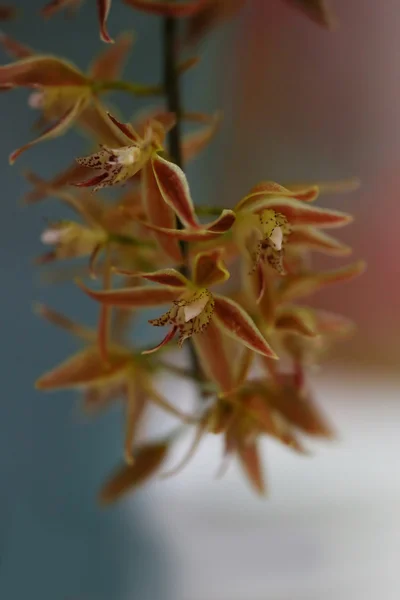 Flor Orquídea Amarilla Tailandia — Foto de Stock