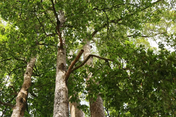 Dipterocapus Strom Velký Strom Hlubokém Lese Thajsko — Stock fotografie