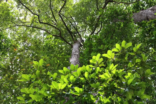 Dipterocapus Arbre Grand Arbre Dans Forêt Profonde Thaïlande — Photo